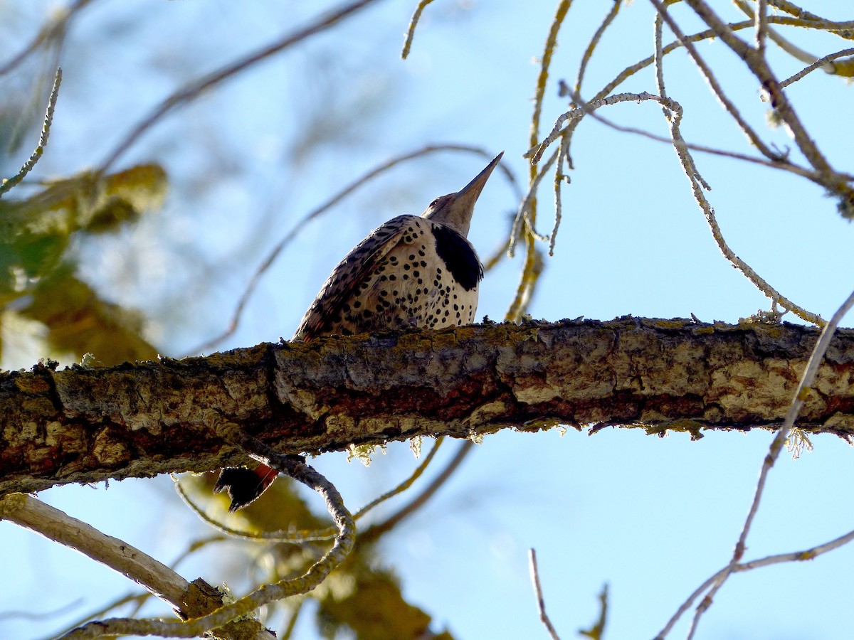 Northern Flicker (Red-shafted) - ML639011333