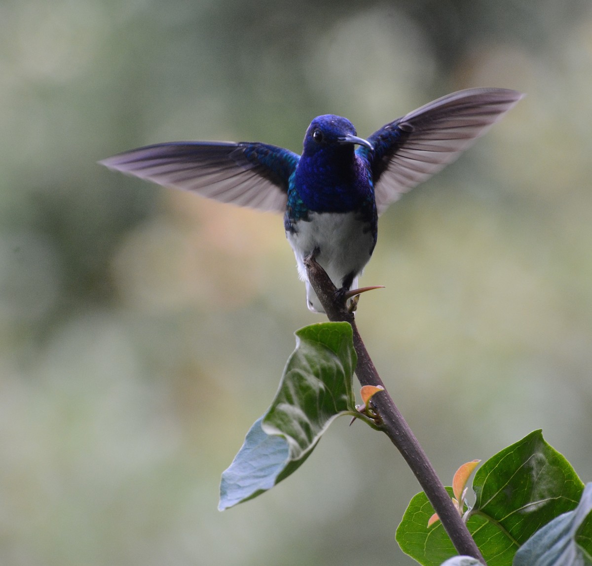 White-necked Jacobin - ML639011335