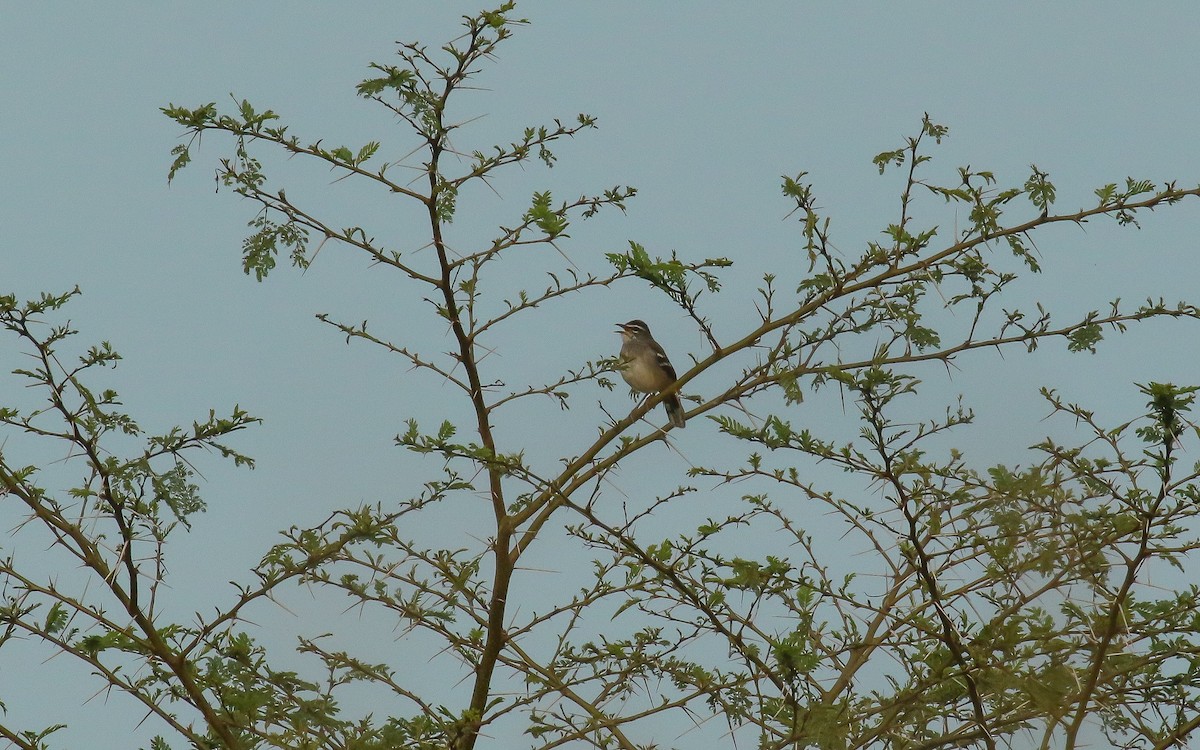 Brown-backed Scrub-Robin - ML639011336
