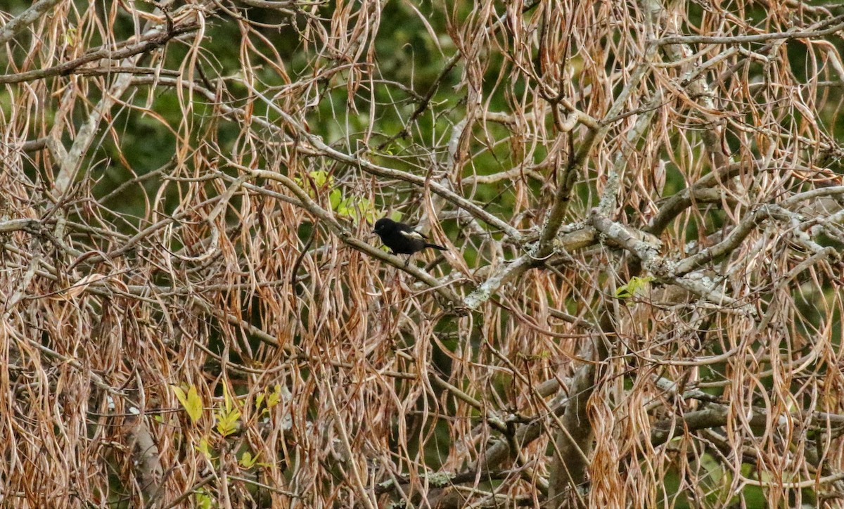White-shouldered Black-Tit - ML639011337