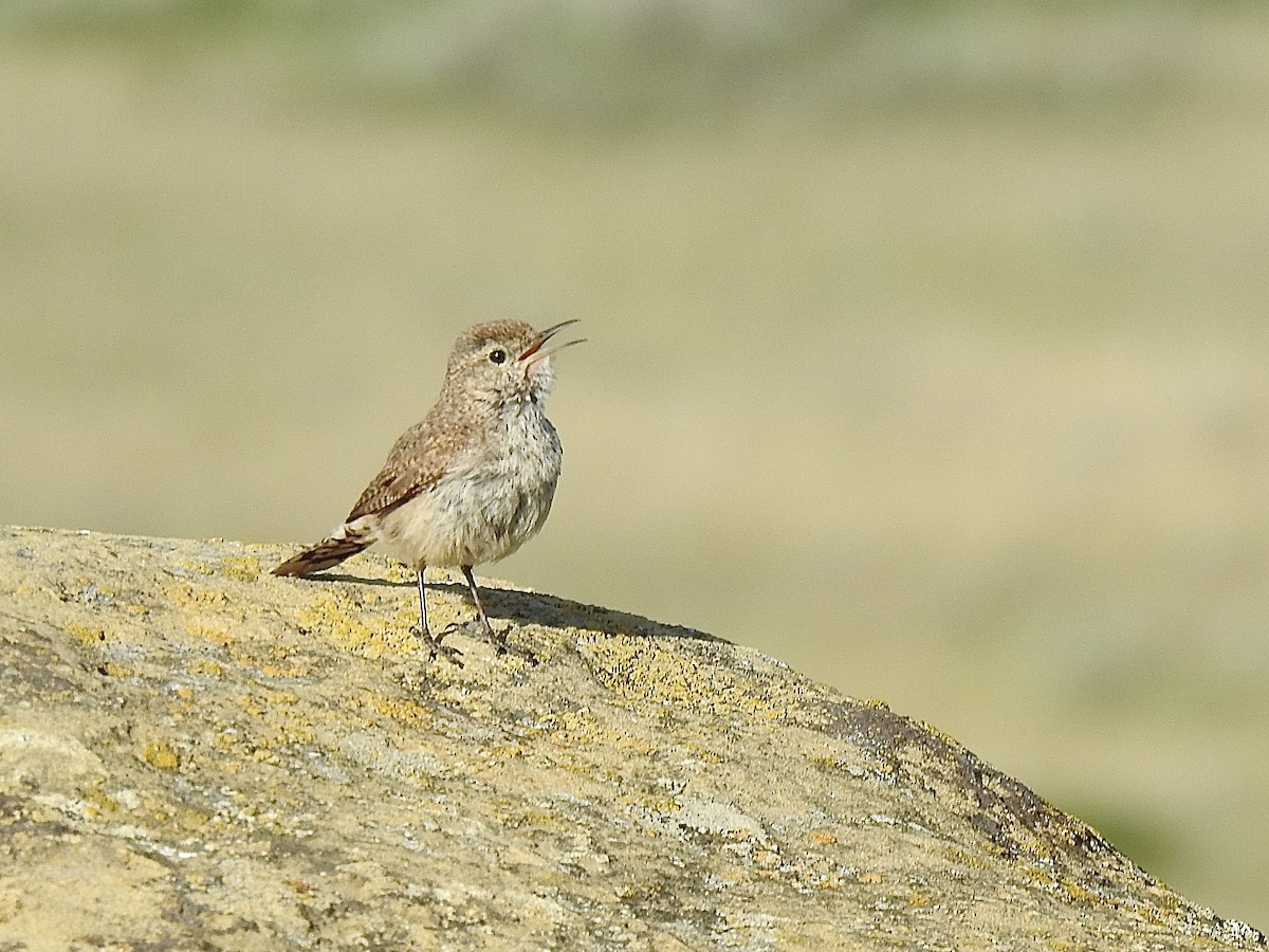 Rock Wren - ML639011338
