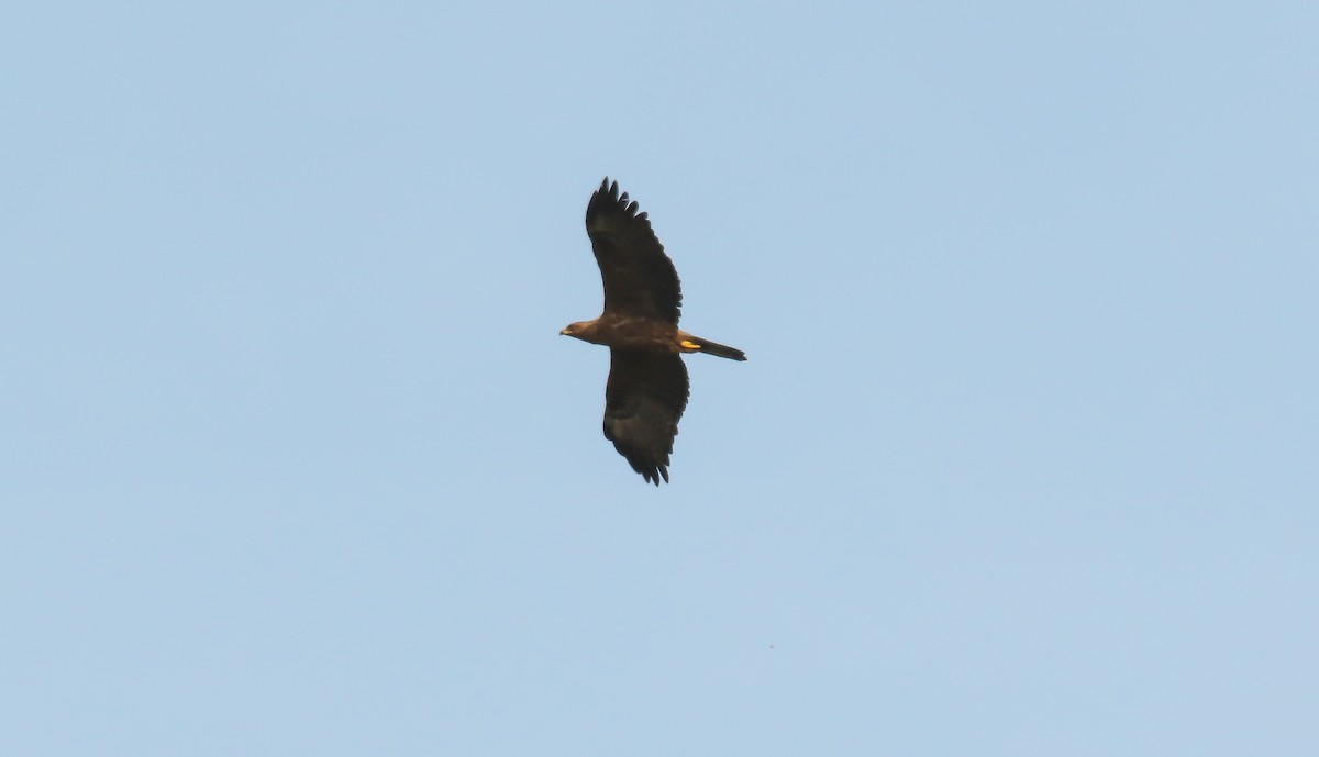 Wahlberg's Eagle - ML639011341