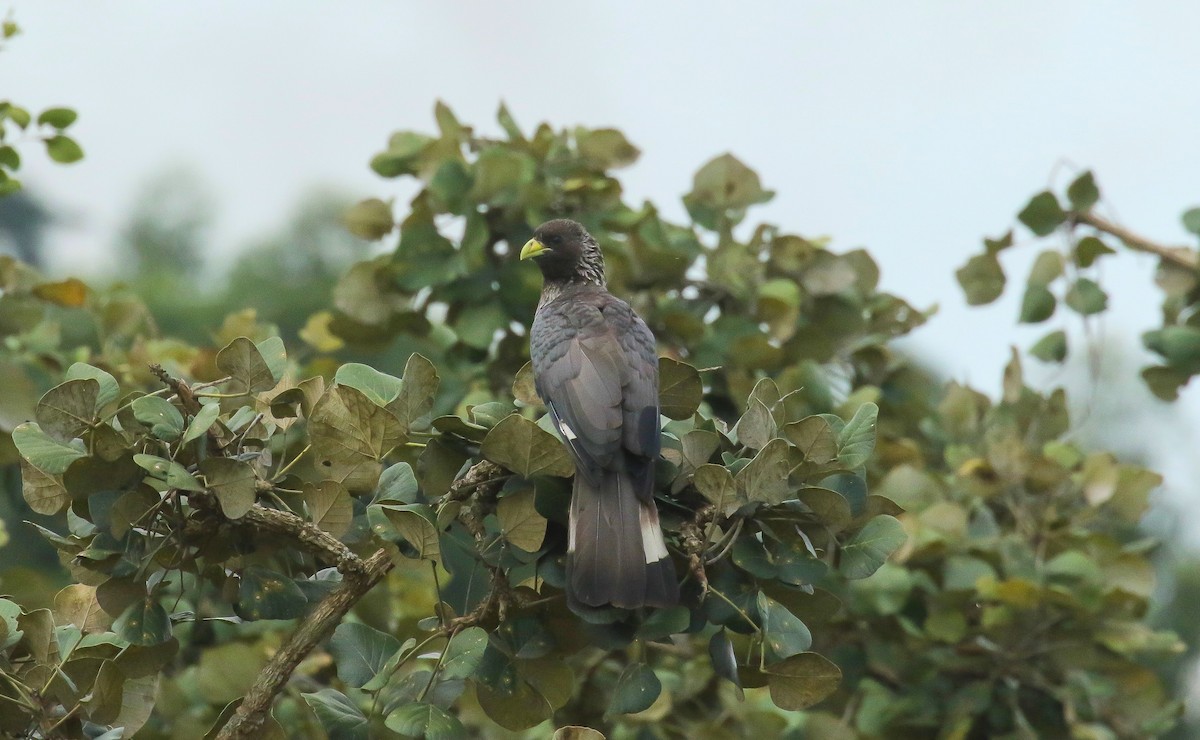 Eastern Plantain-eater - ML639011345