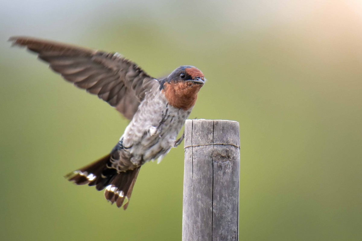 Pacific Swallow - ML639011349