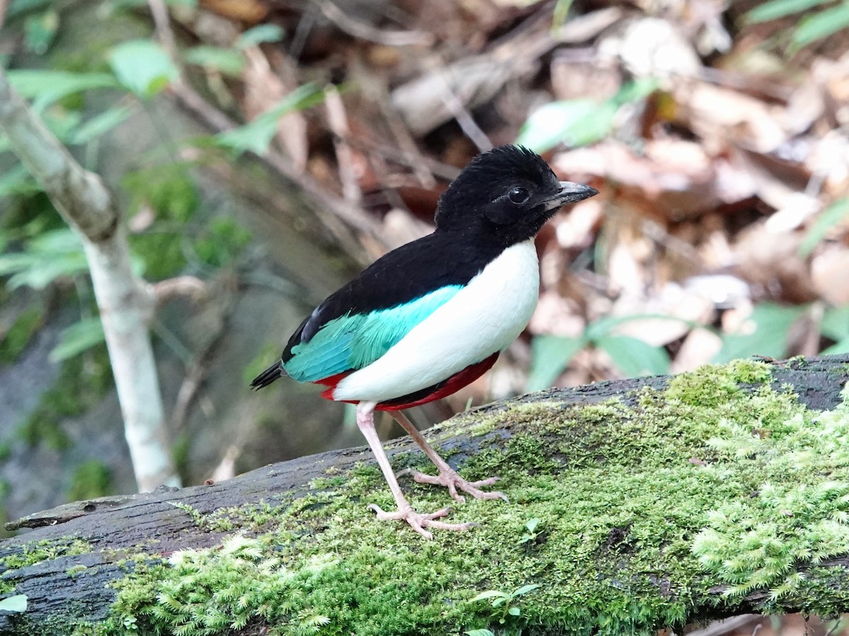 Ivory-breasted Pitta - ML639011361