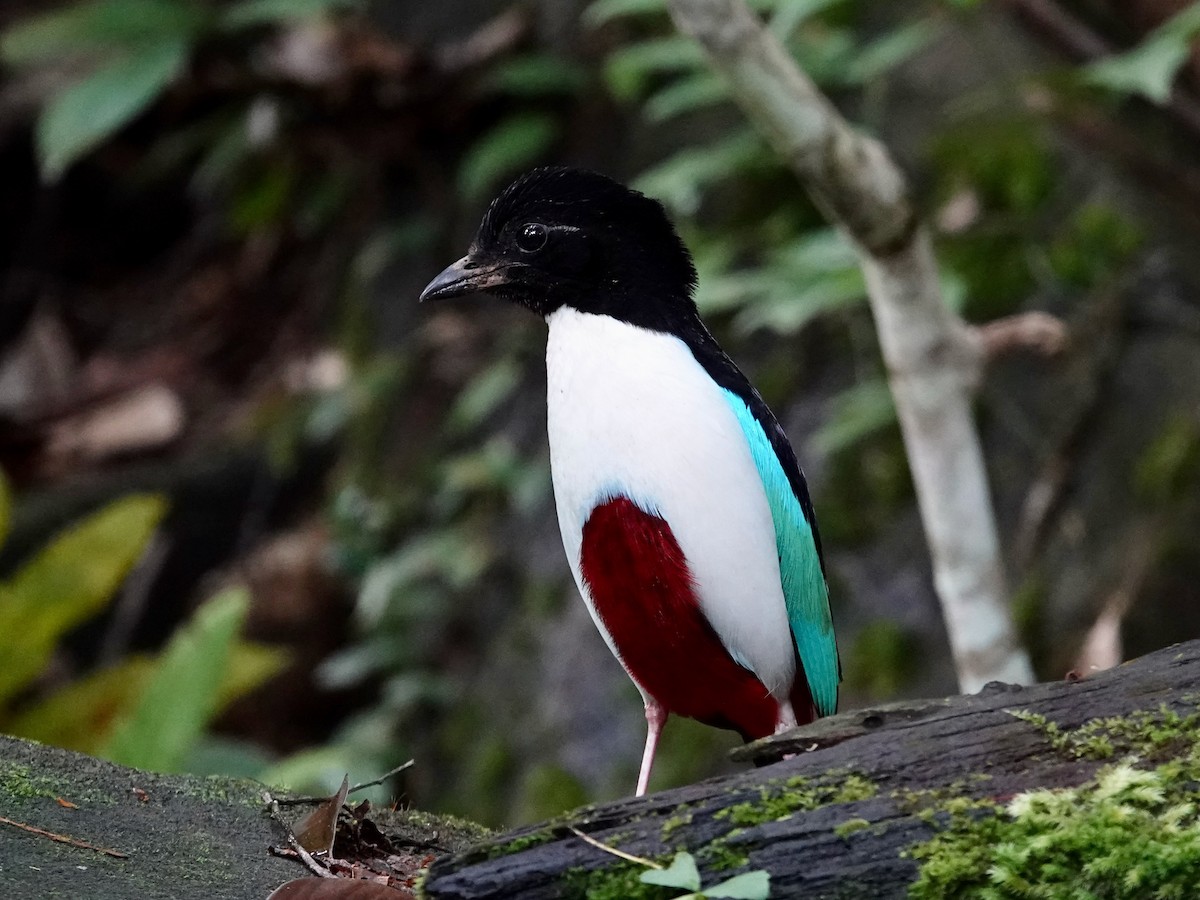 Ivory-breasted Pitta - ML639011362