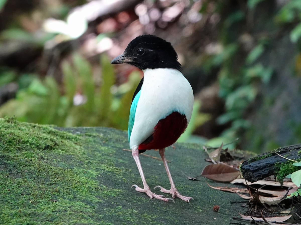 Ivory-breasted Pitta - ML639011364