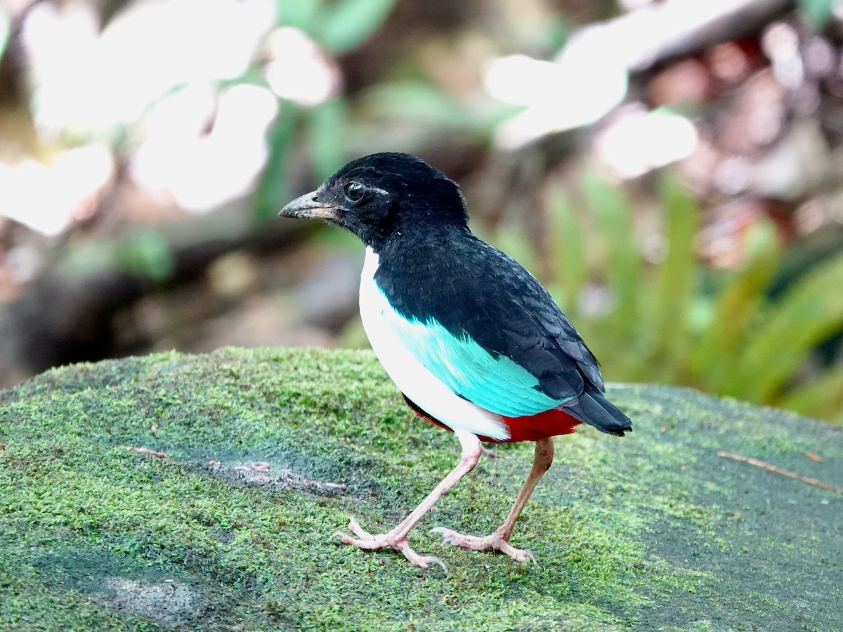 Ivory-breasted Pitta - ML639011365