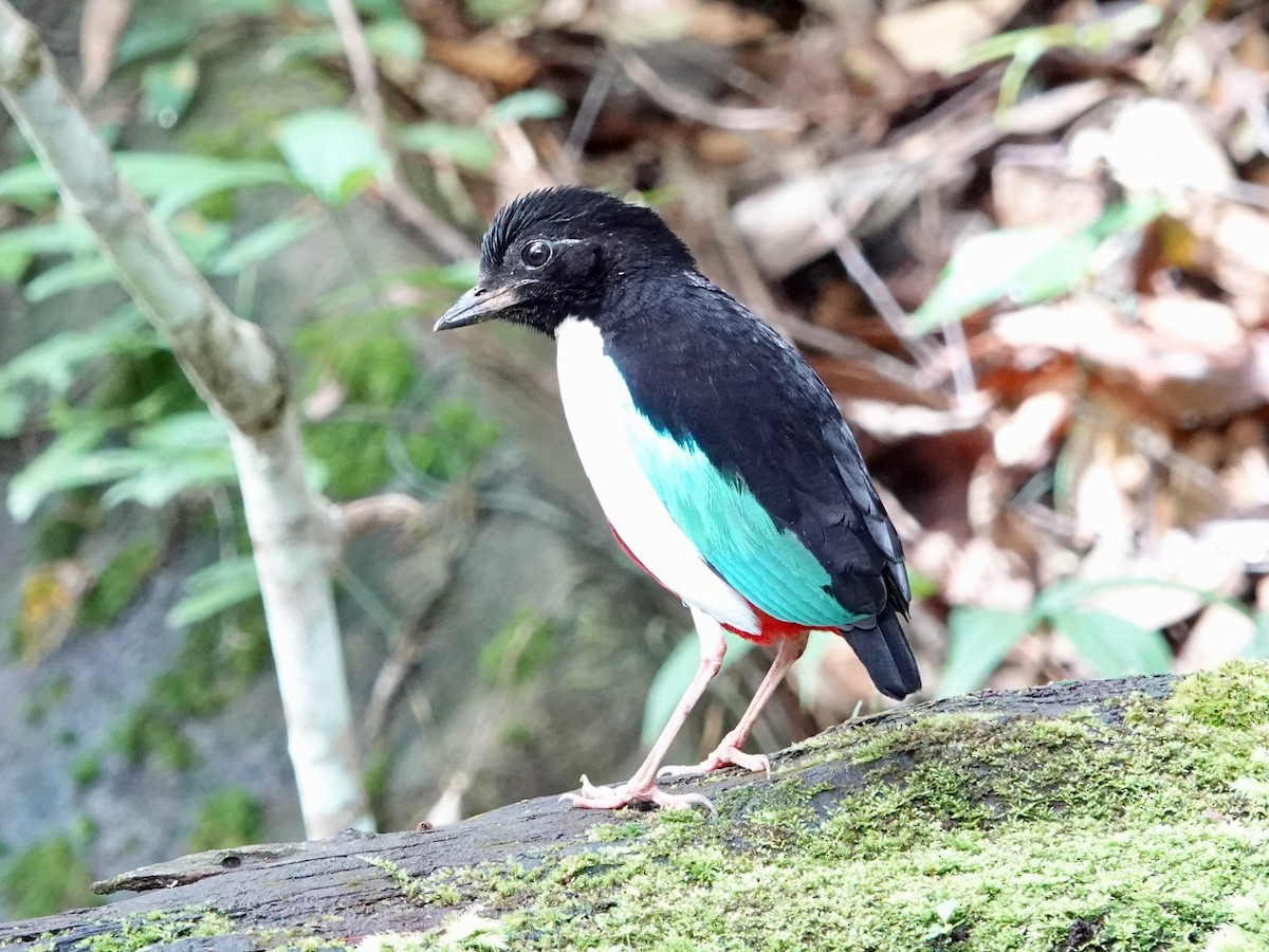 Ivory-breasted Pitta - ML639011366
