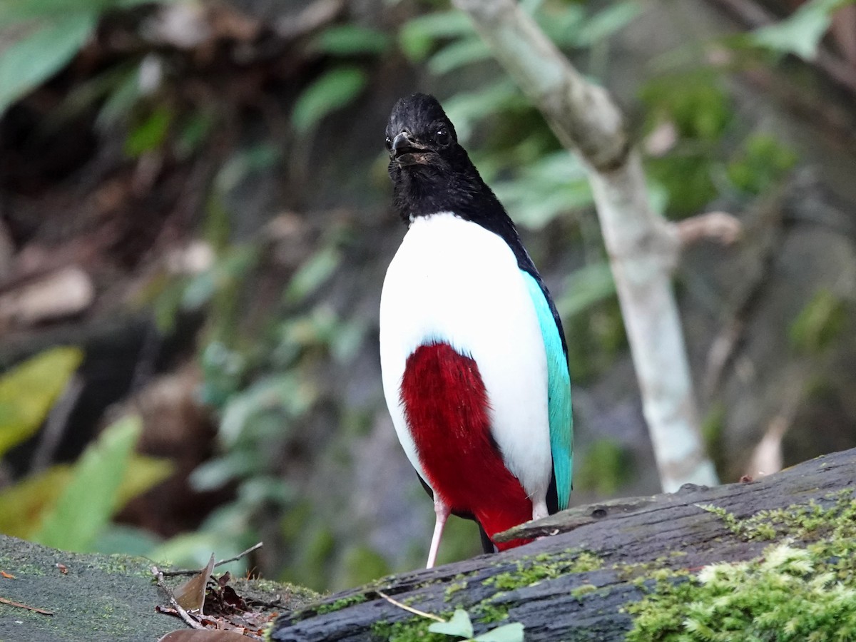 Ivory-breasted Pitta - ML639011368