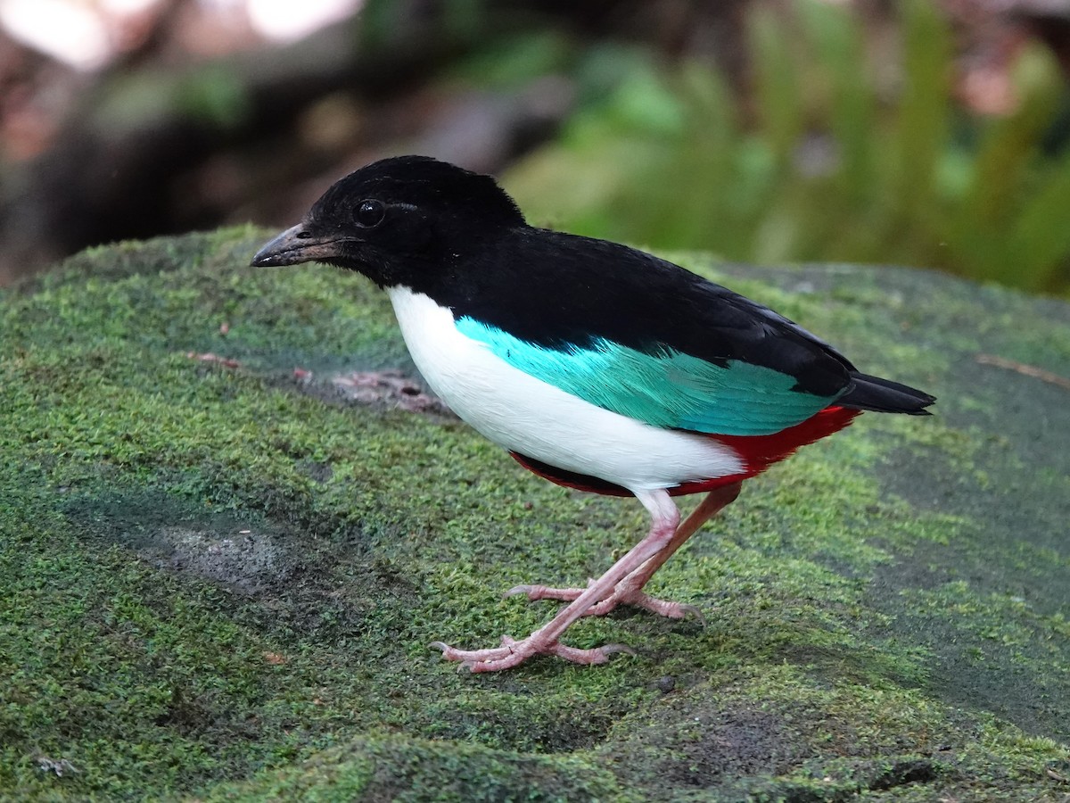 Ivory-breasted Pitta - ML639011369