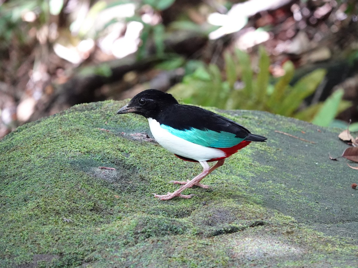 Ivory-breasted Pitta - ML639011370
