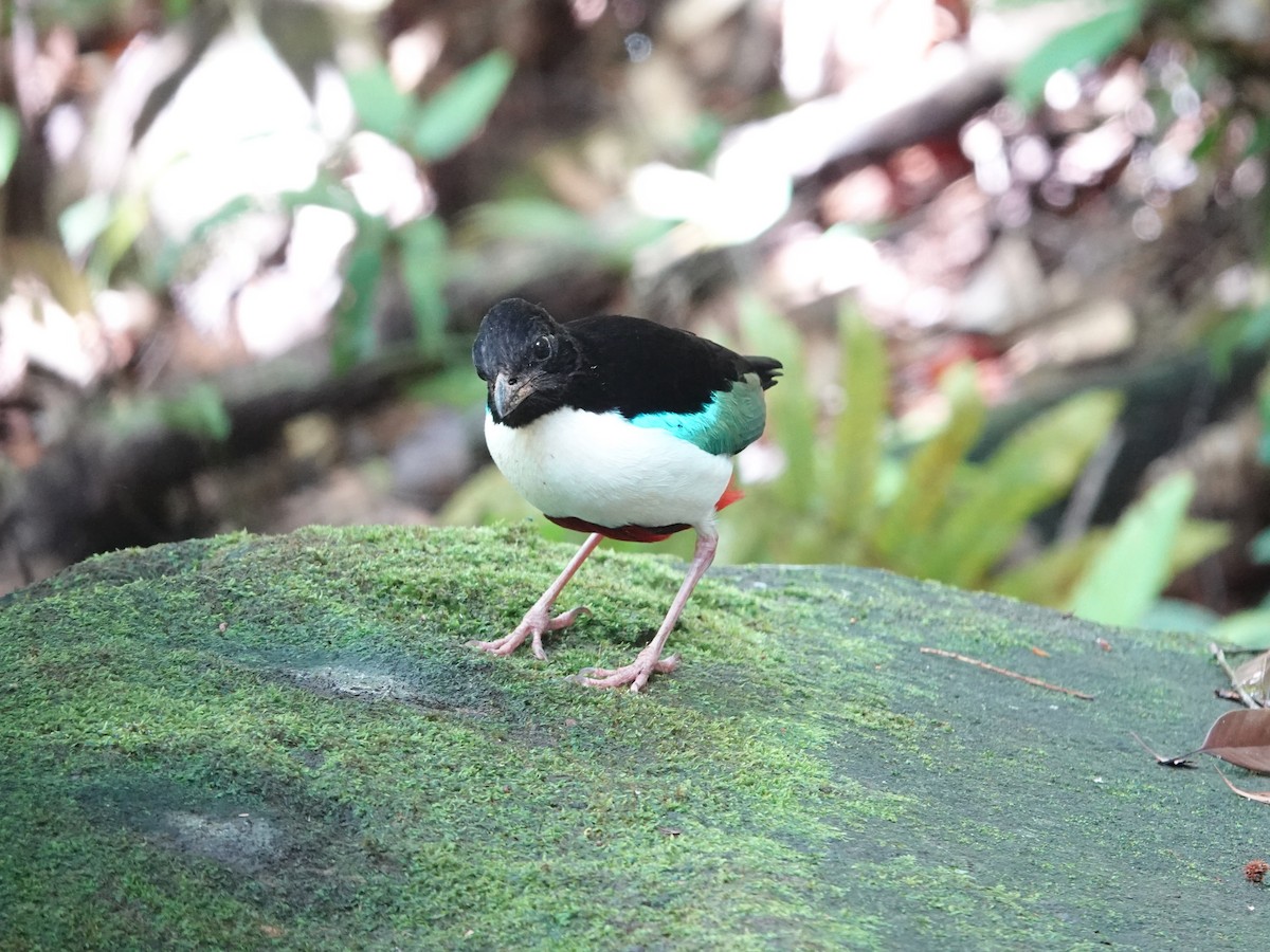 Ivory-breasted Pitta - ML639011371