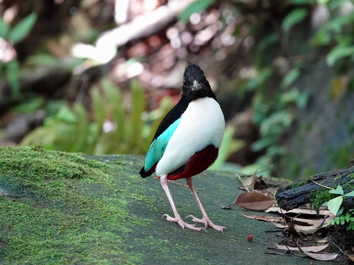 Ivory-breasted Pitta - ML639011372