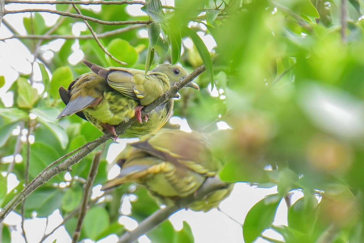Pink-necked Green-Pigeon - ML639011376
