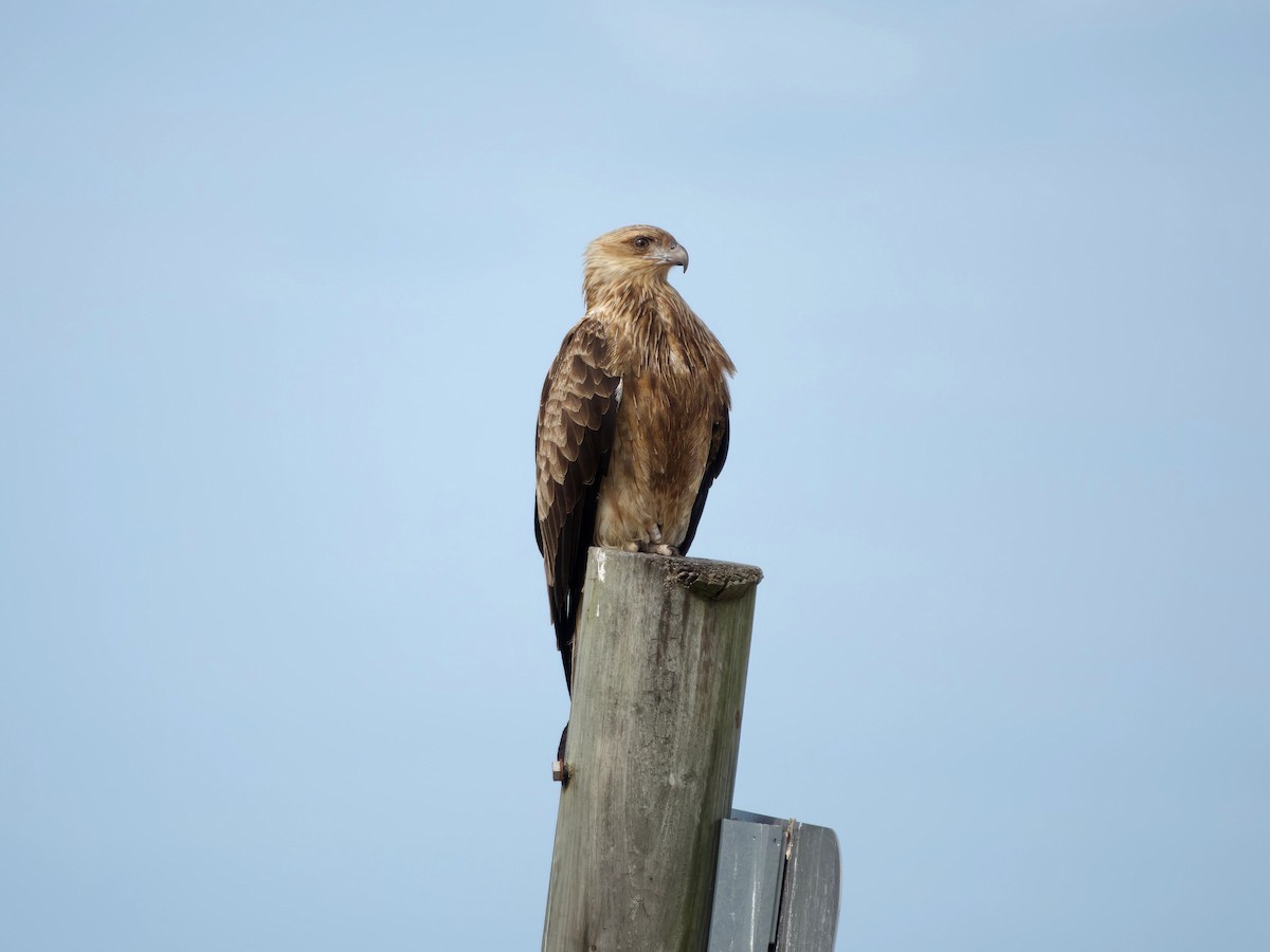 Whistling Kite - ML639011377