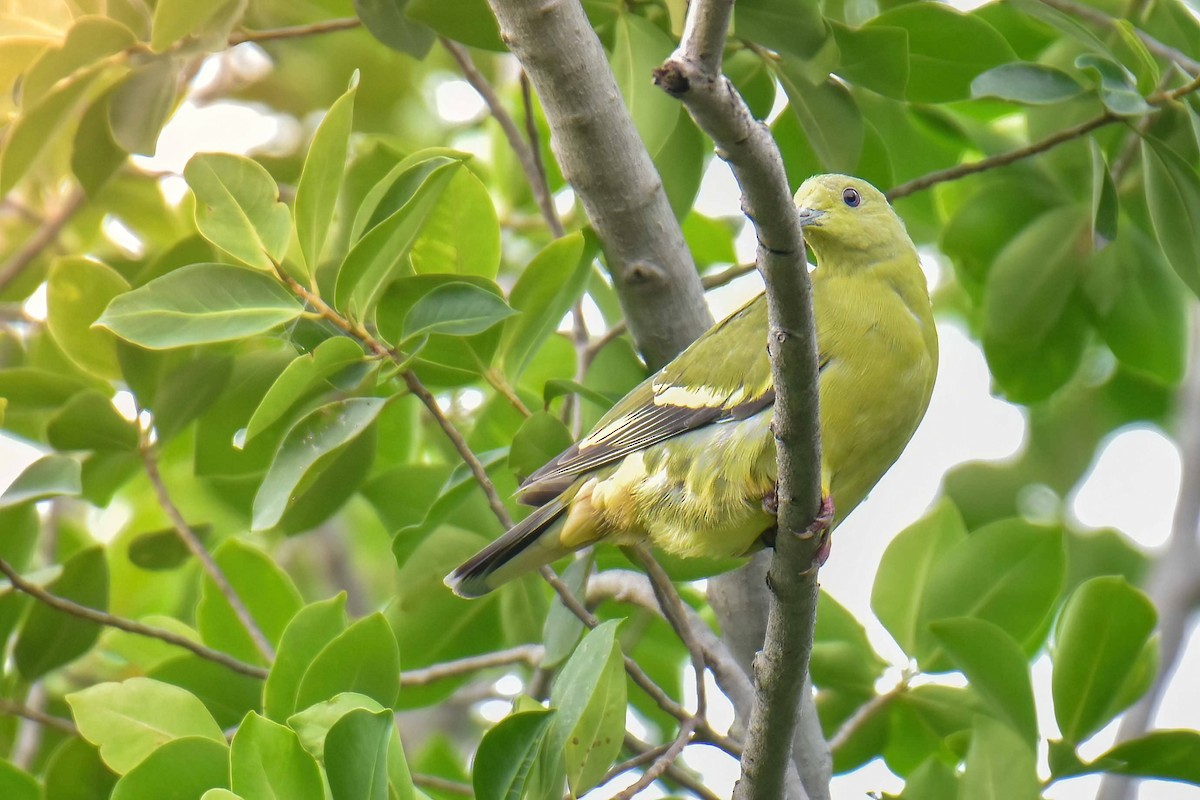 Pink-necked Green-Pigeon - ML639011378