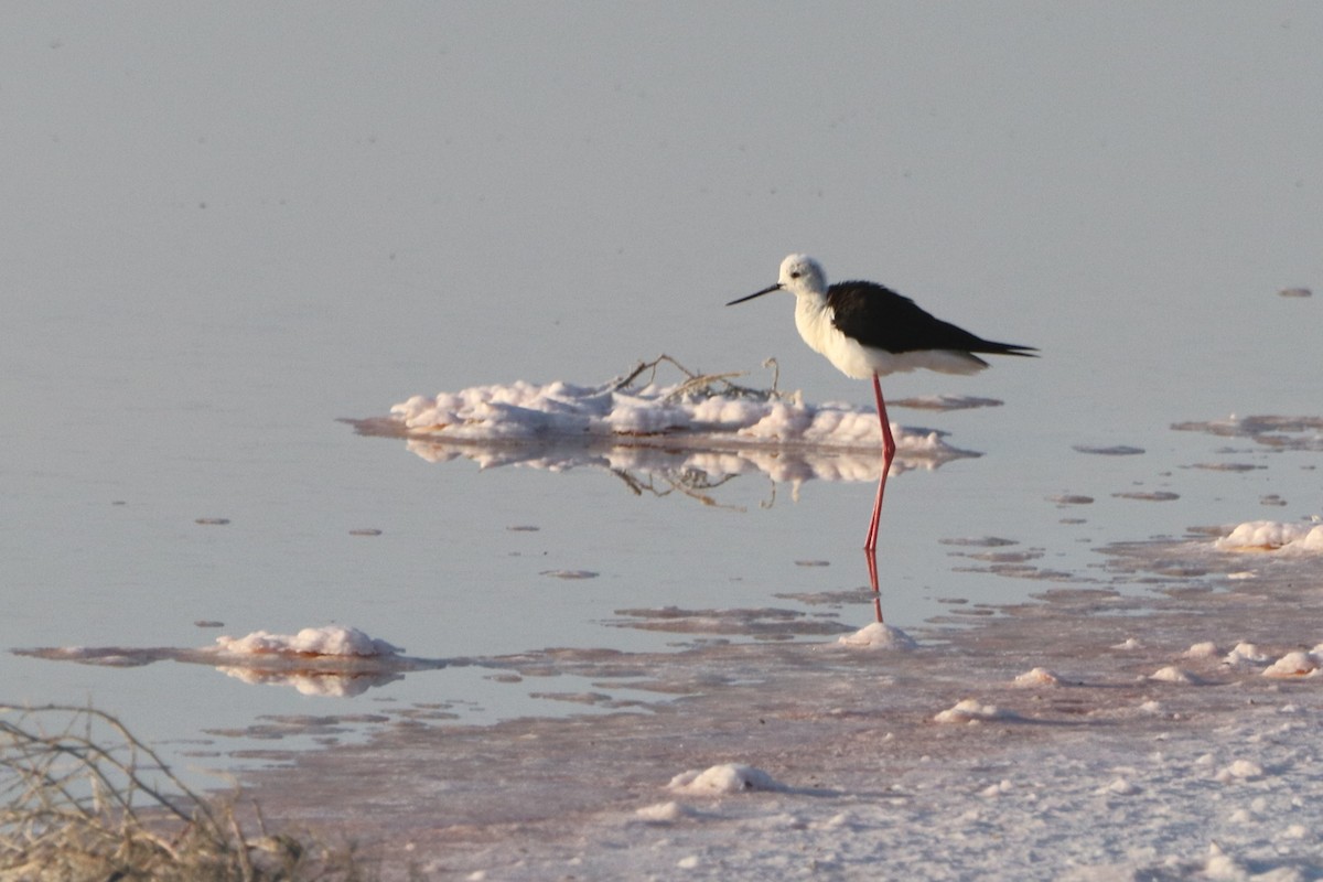 Black-winged Stilt - ML639011380