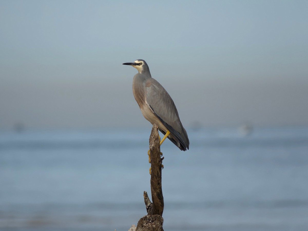 White-faced Heron - ML639011382