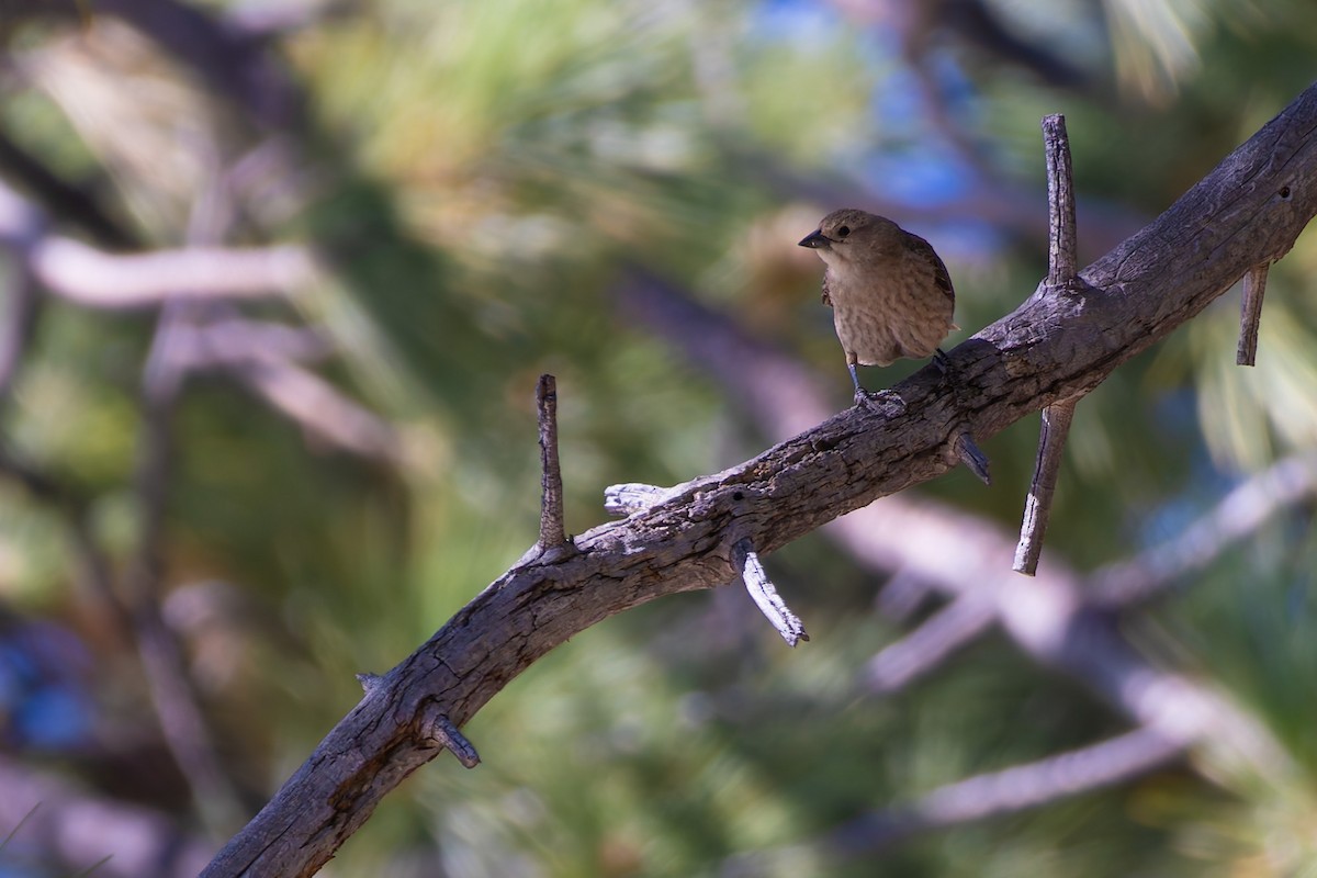 Brown-headed Cowbird - ML639011384