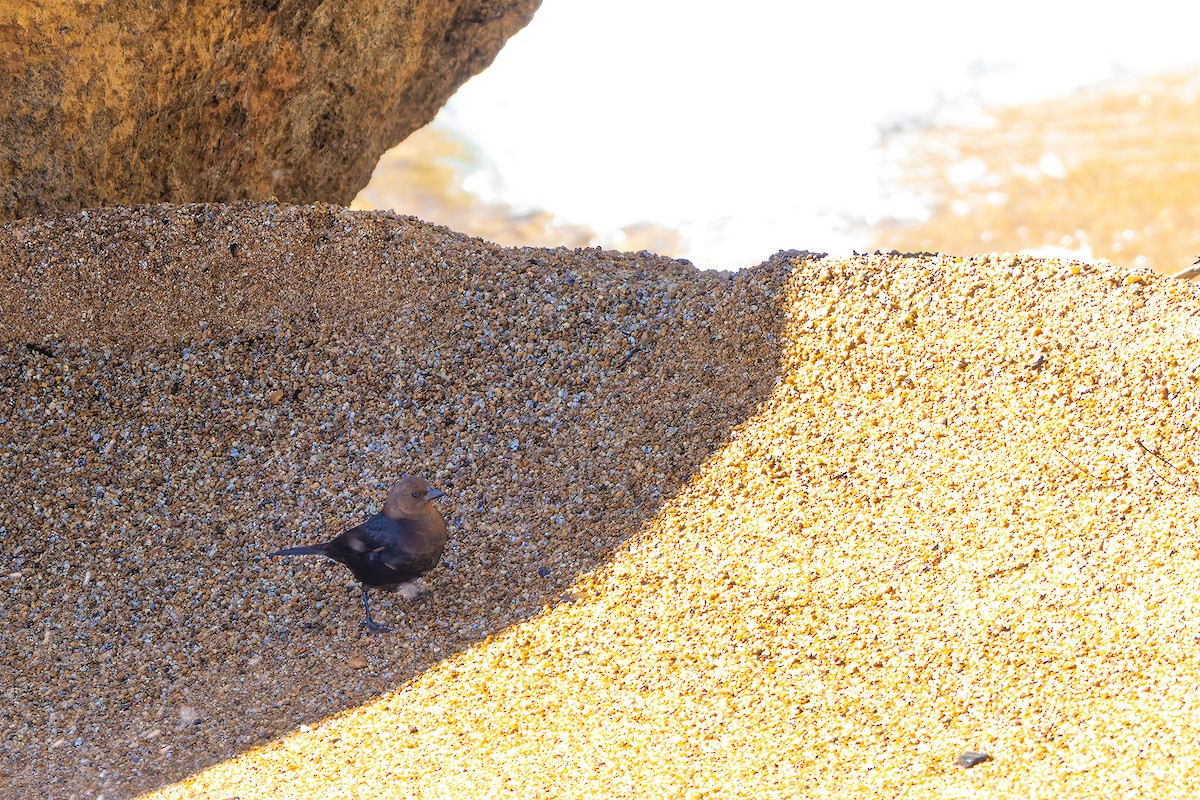 Brown-headed Cowbird - ML639011385