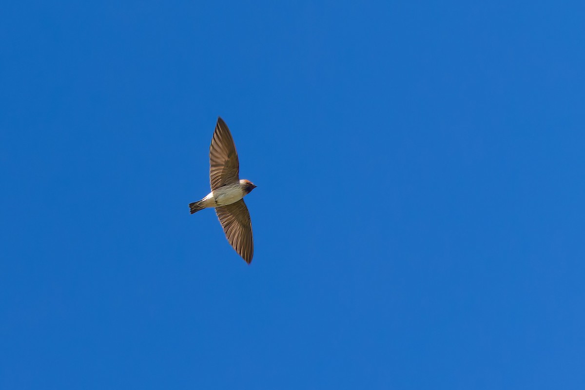 Cliff Swallow - ML639011390