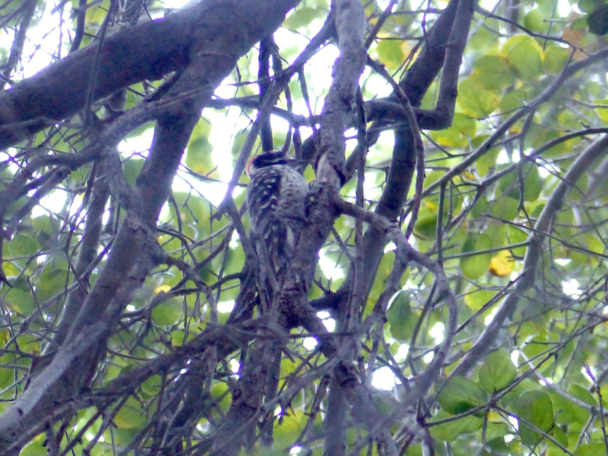 Nuttall's Woodpecker - ML639011392