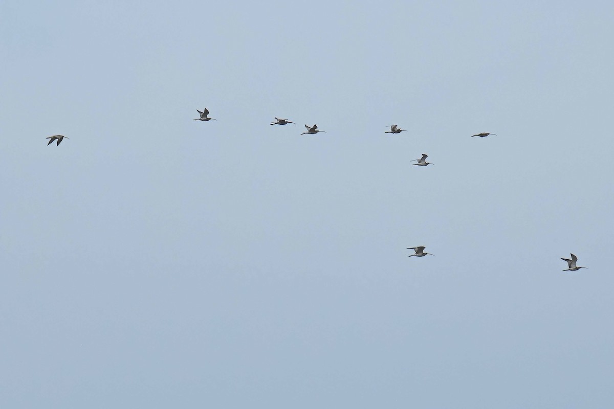 Eurasian Curlew - ML639011394