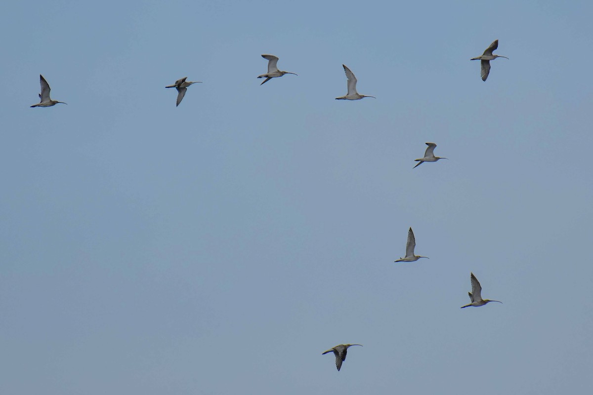 Eurasian Curlew - ML639011395
