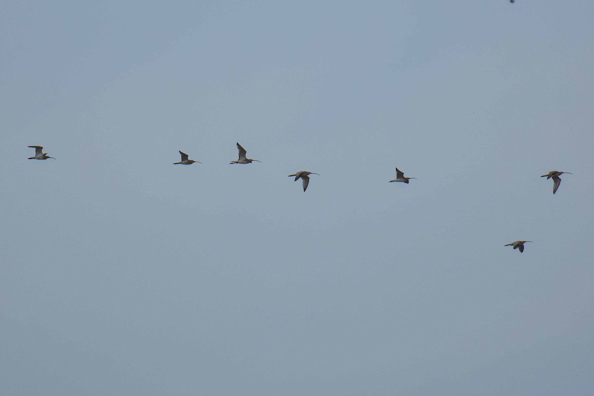 Eurasian Curlew - ML639011396
