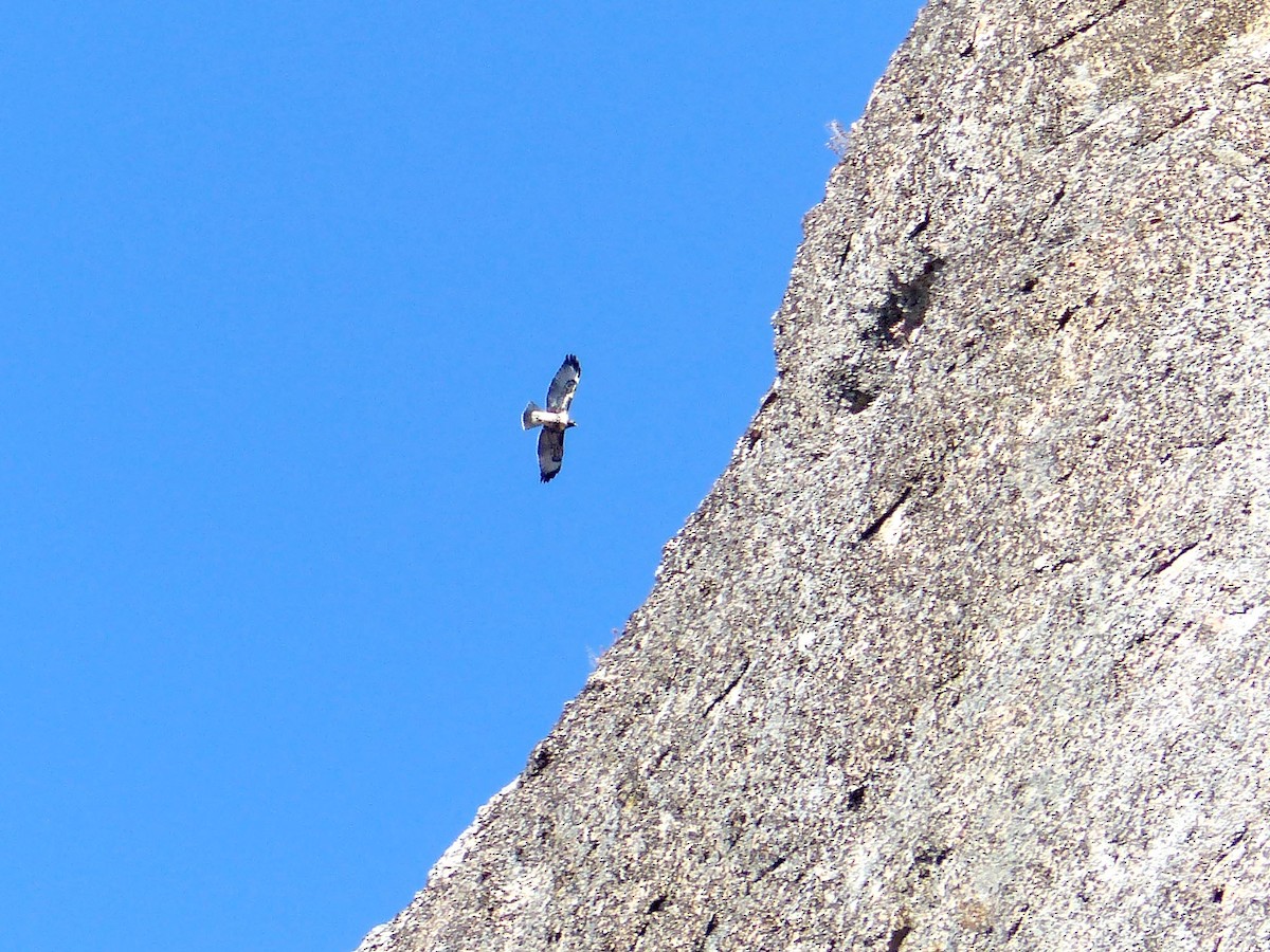 Red-tailed Hawk - ML639011397