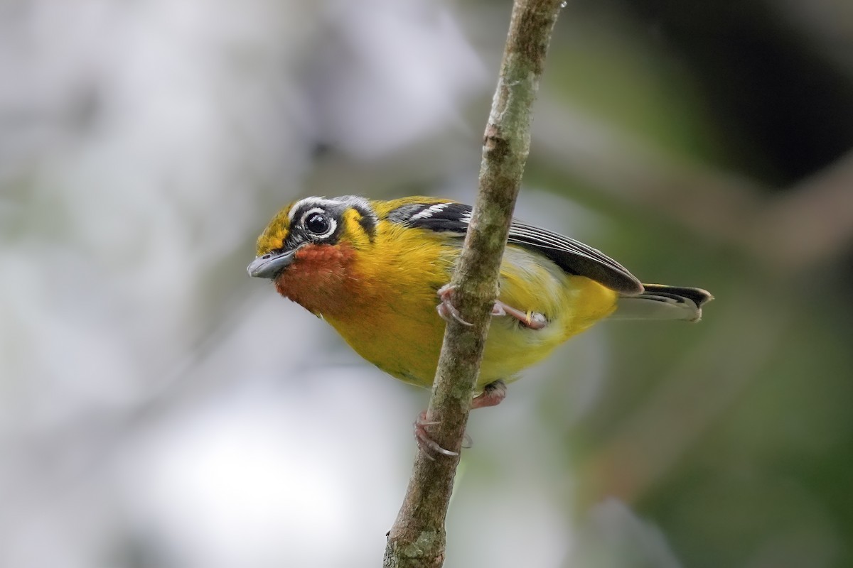 Black-eared Shrike-Babbler - ML639011399