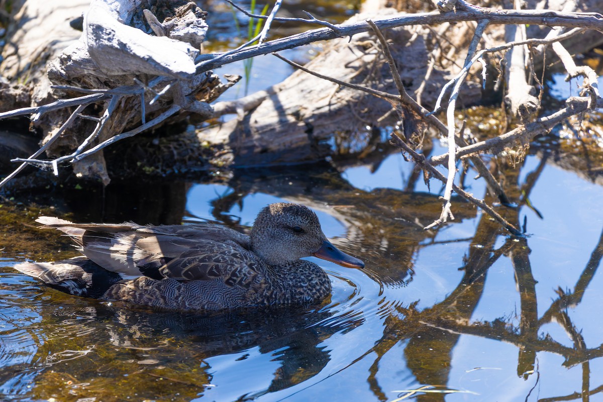 Gadwall - ML639011400