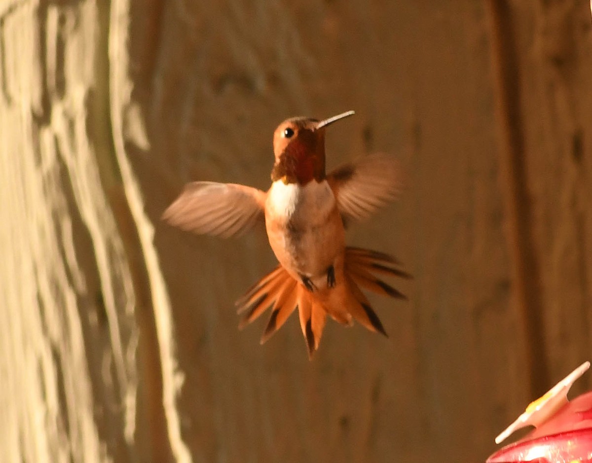 kalypta Allenova - ML639011418