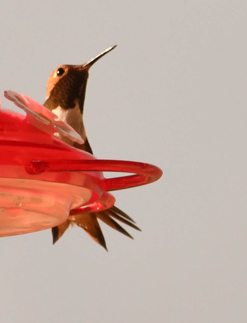 kalypta Allenova - ML639011419