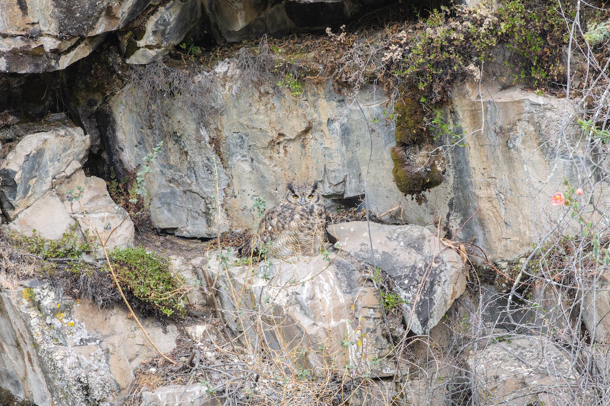 Lesser Horned Owl - ML639011444