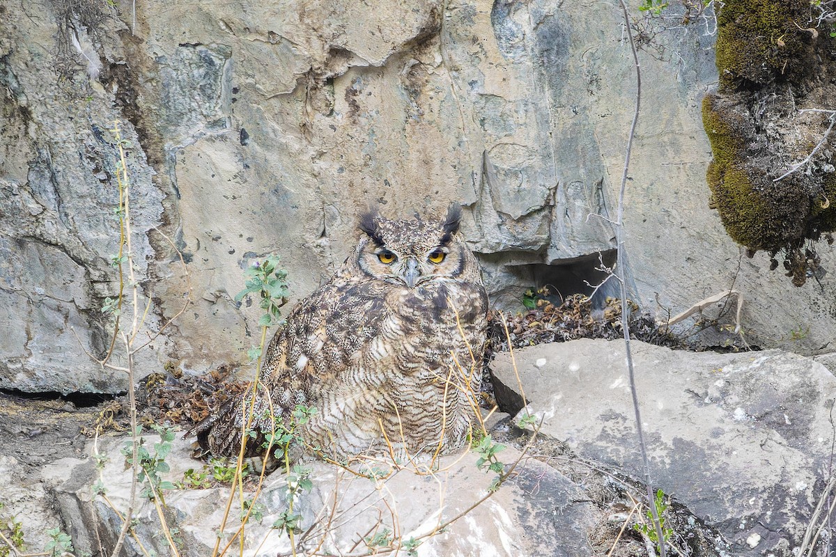 Lesser Horned Owl - ML639011450