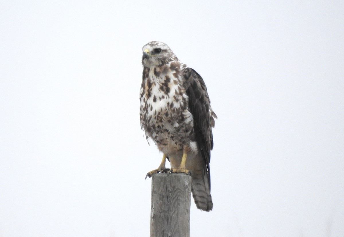 Swainson's Hawk - ML639011462