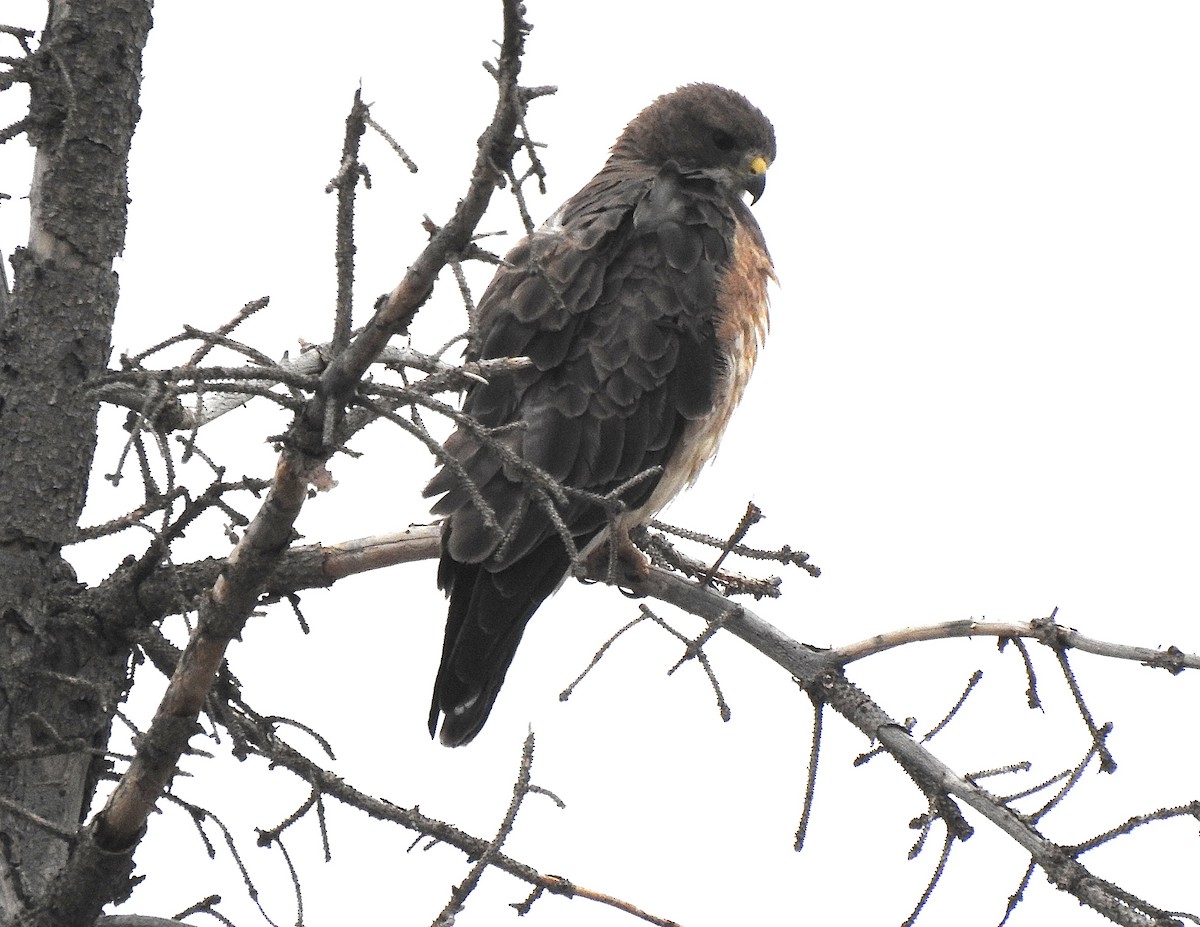 Swainson's Hawk - ML639011514