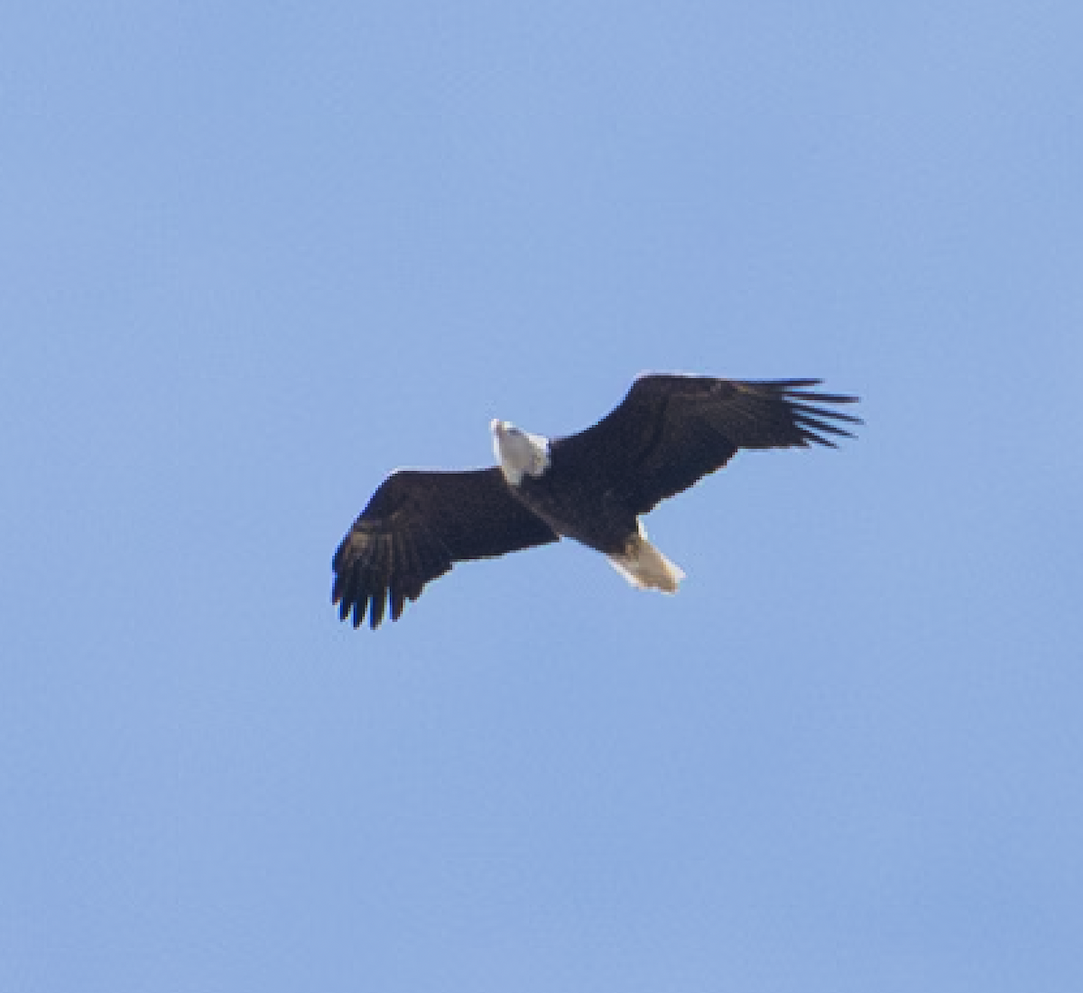 Bald Eagle - ML639011568