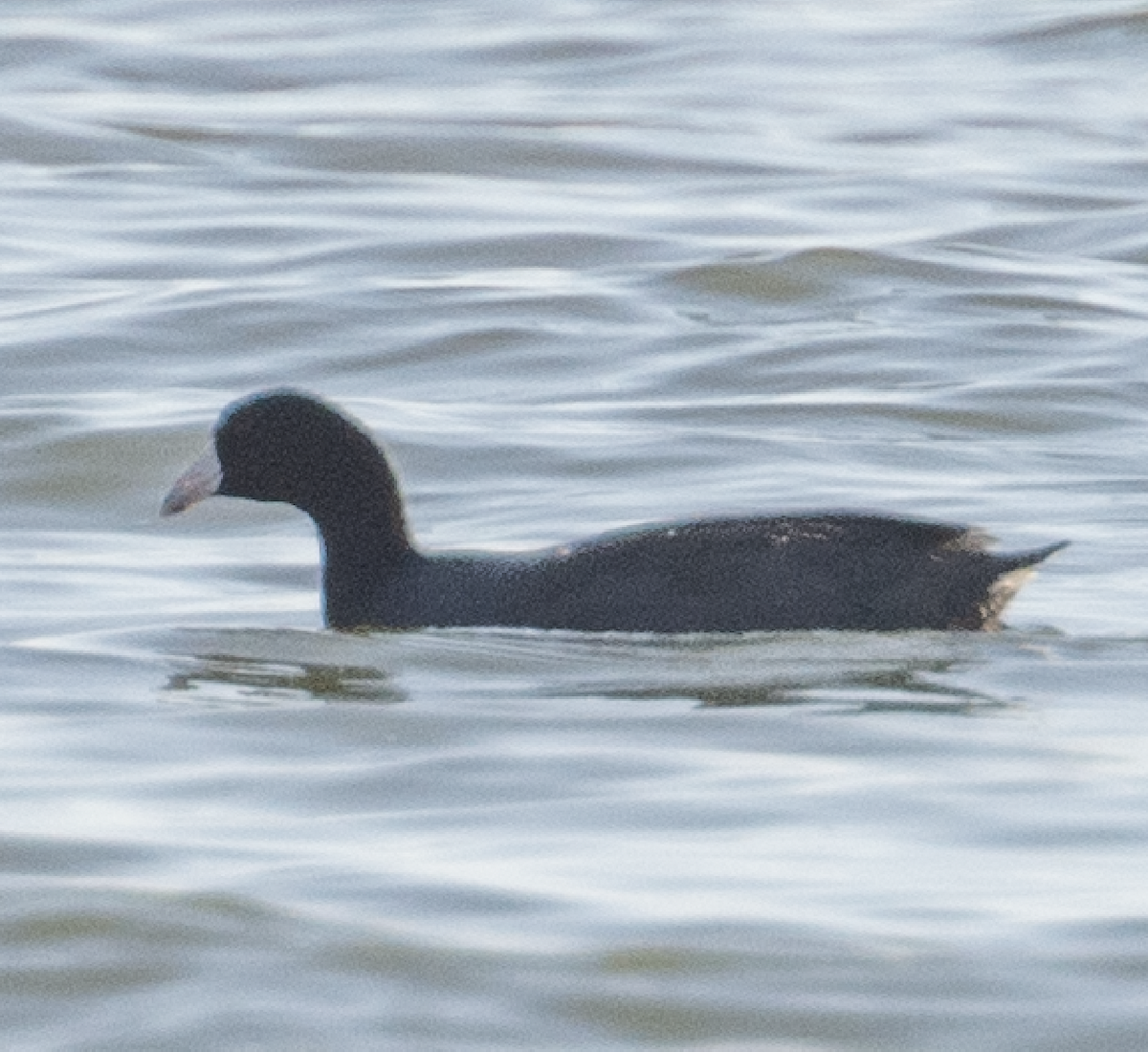 American Coot - ML639011572