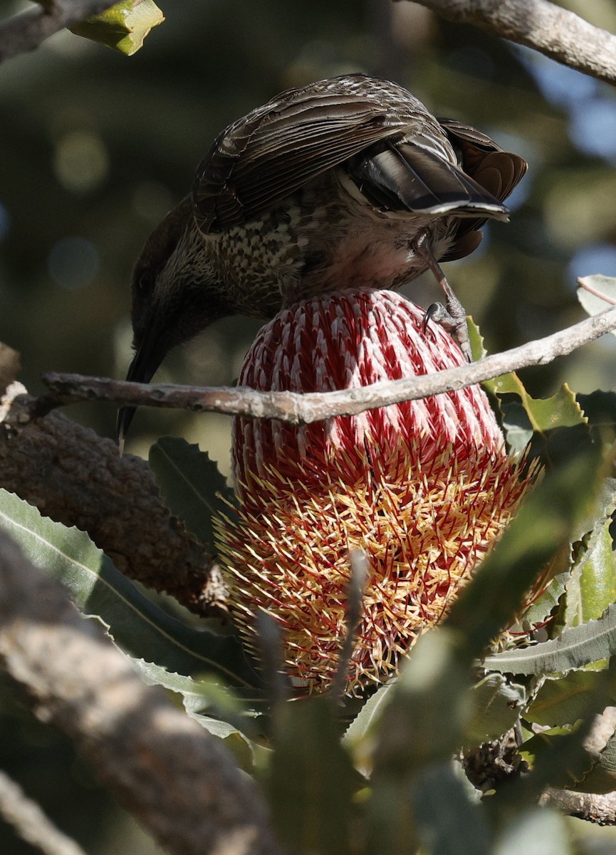 Western Wattlebird - ML639011582