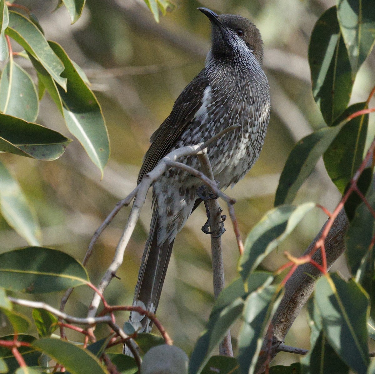 Western Wattlebird - ML639011584