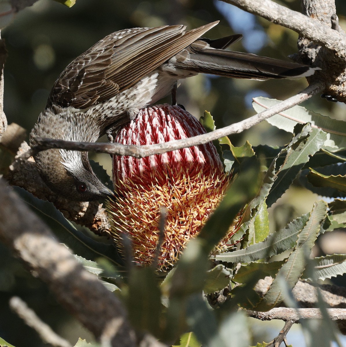 Western Wattlebird - ML639011585