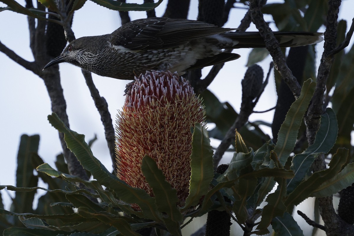 Western Wattlebird - ML639011586
