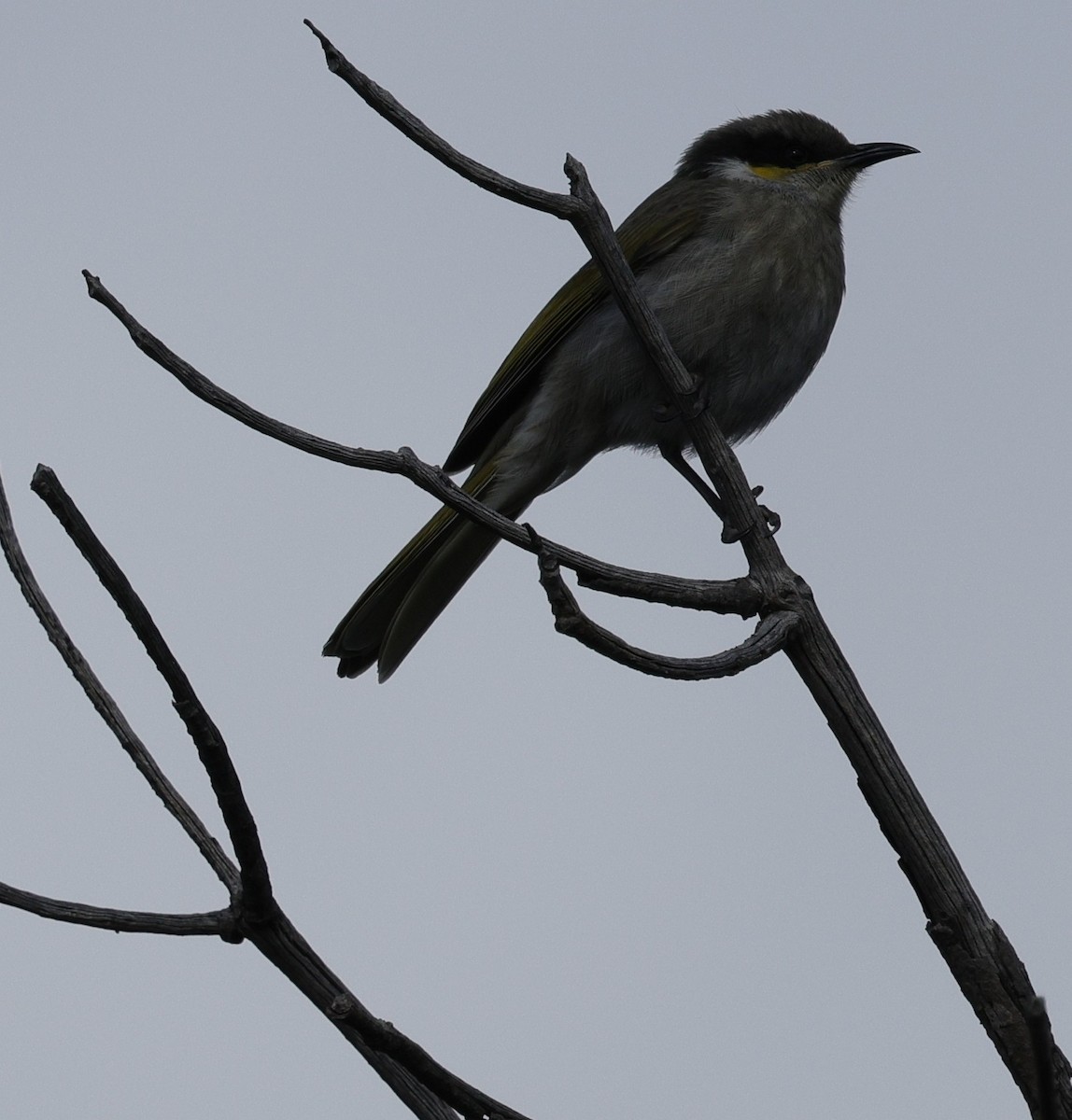 Singing Honeyeater - ML639011594