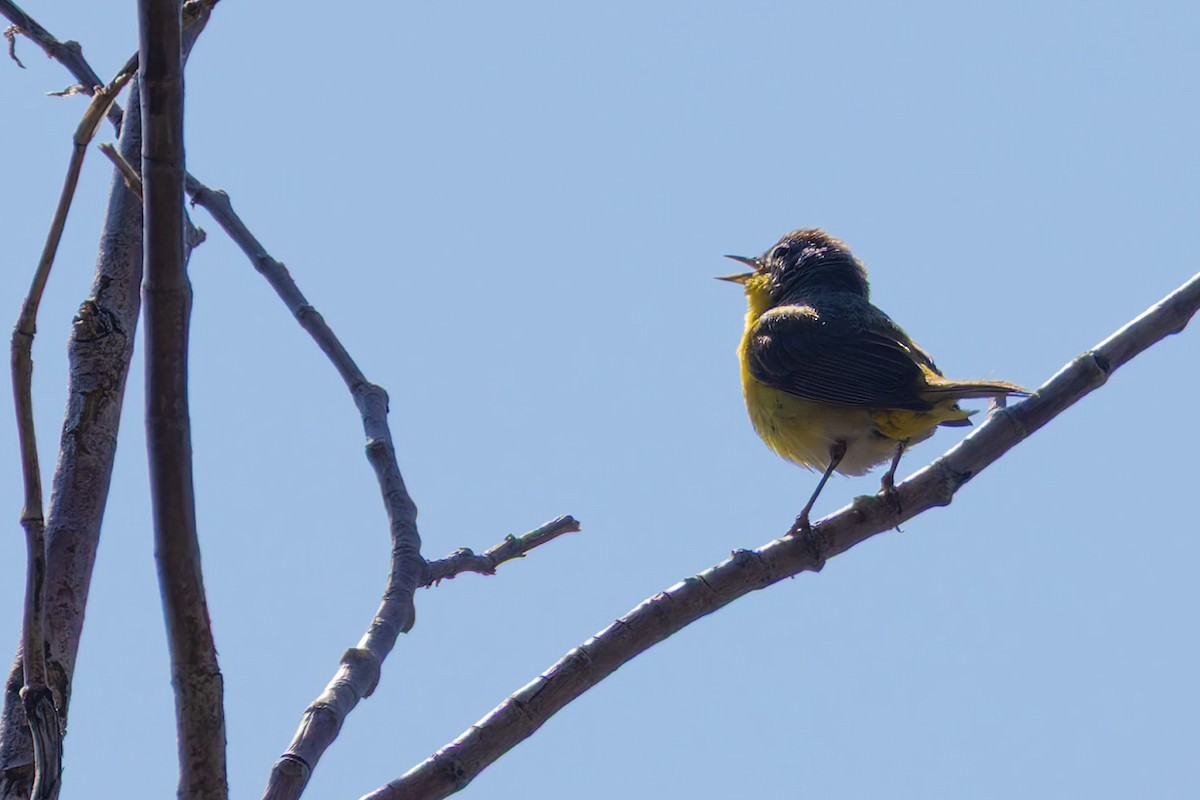 Nashville Warbler - ML639011650