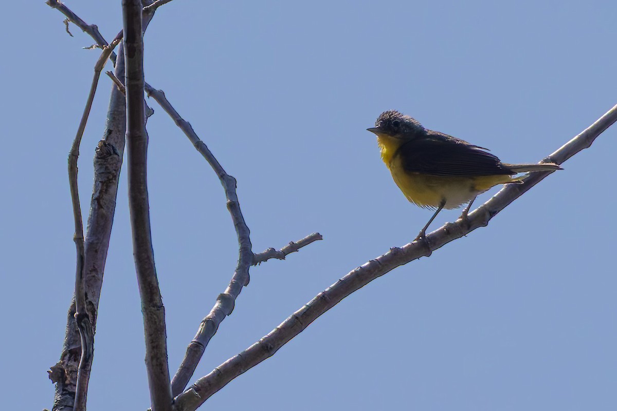 Nashville Warbler - ML639011651