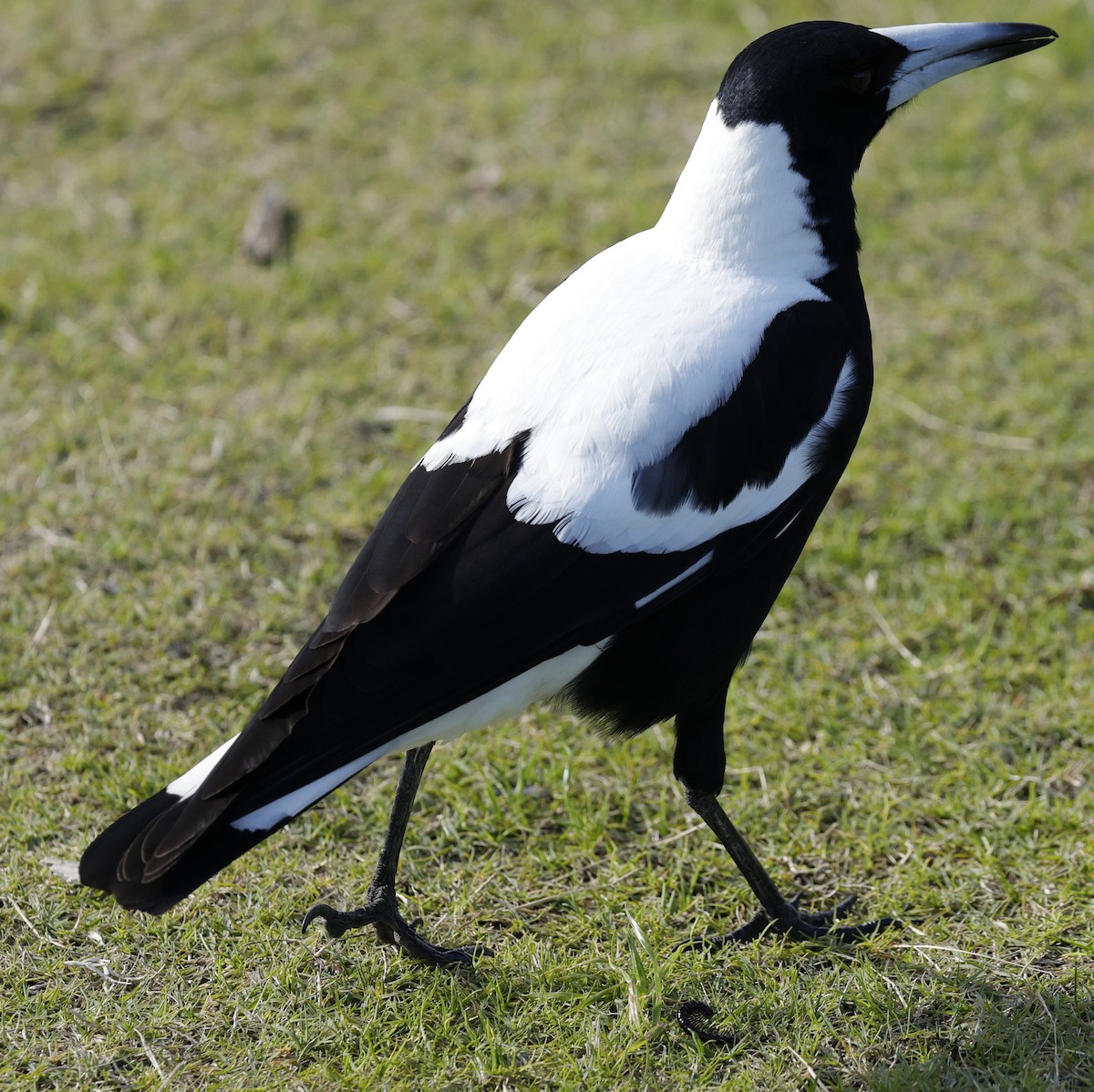 Australian Magpie - ML639011655