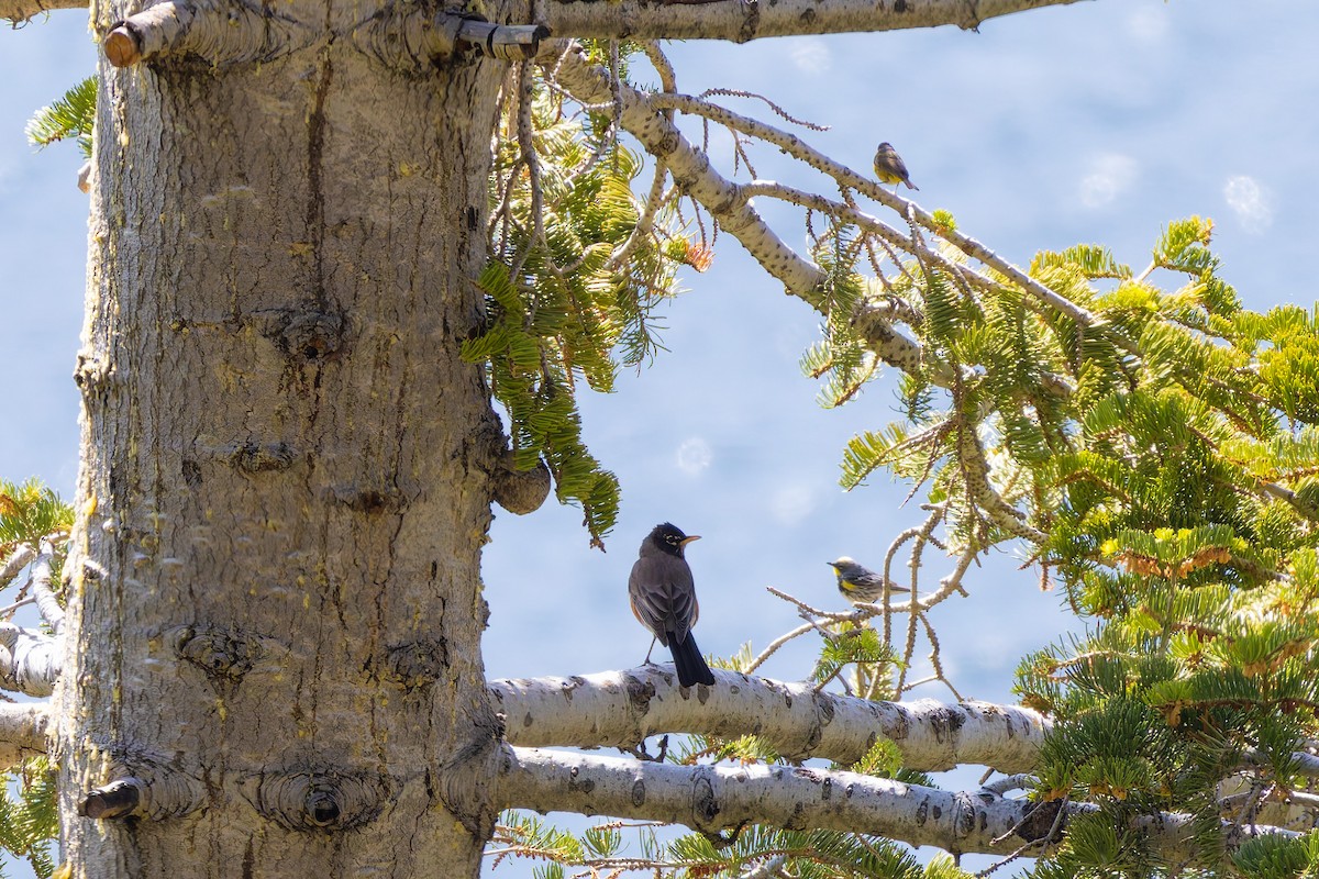 American Robin - ML639011666